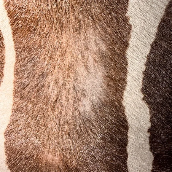 Coach Zebra Print Satchel in Brown and Black - Picture 9 of 14